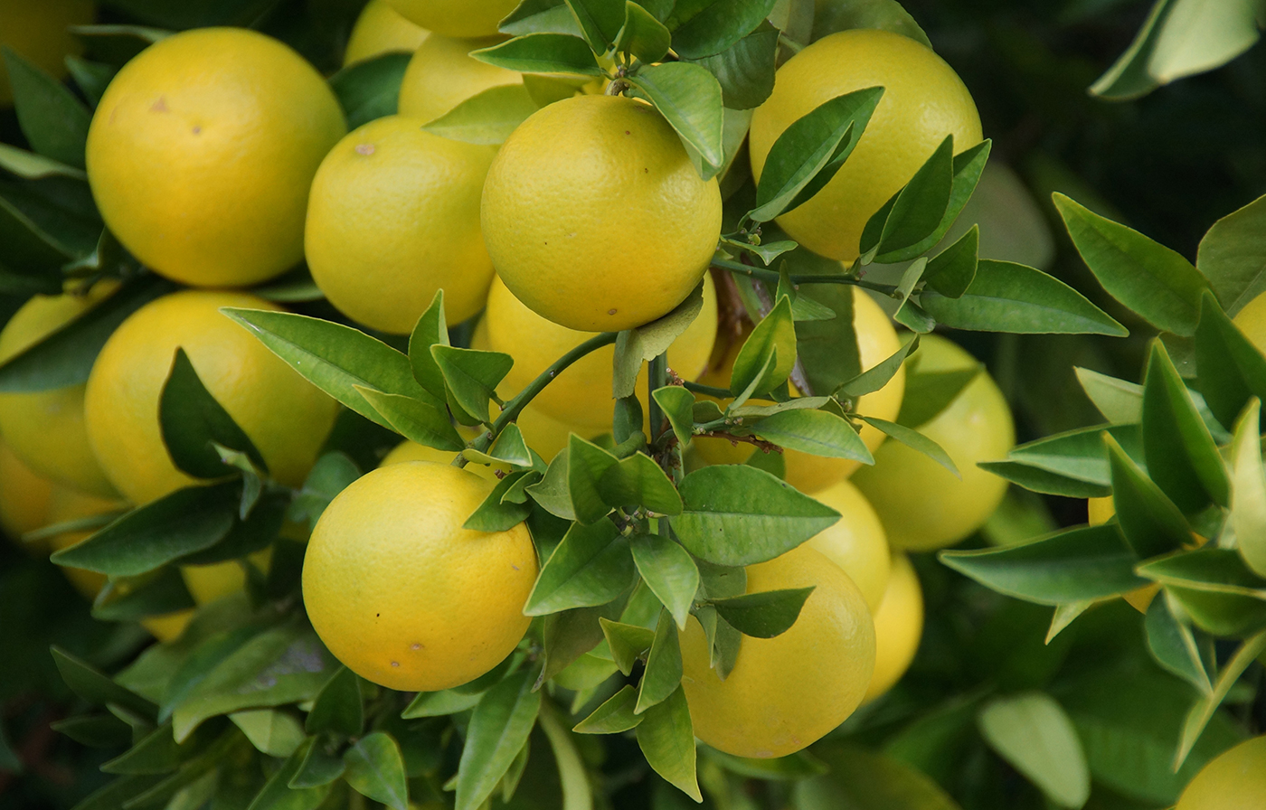 At risus pretium urna molestie Aenean vestibulum tortor metus fringilla At risus pretium urna molestie Aenean vestibulum tortor metus fringilla